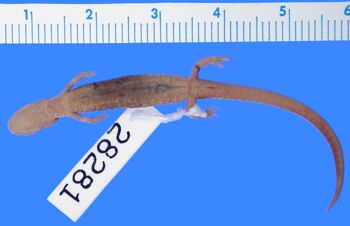 Media type: image; Herpetology A-28281